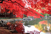 盛岡市中央公民館の紅葉